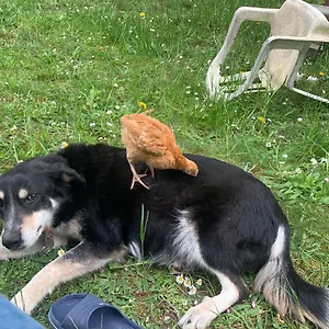 Double Futon Et Classique Au Coeur Du Vercors Séjour chez l'habitant